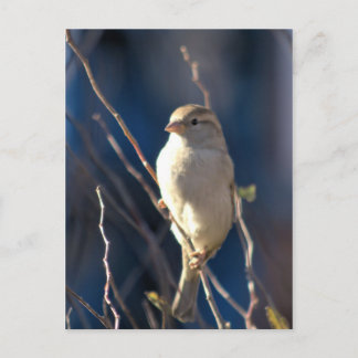 Sparrow Vykort