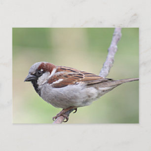 Sparrow Vykort