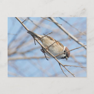 Sparrow Vykort