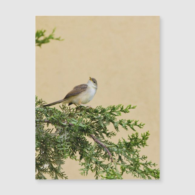 Sparrow-vykort (Framsida)