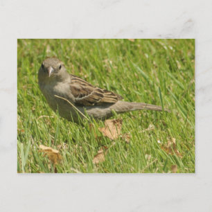 Sparrow Vykort