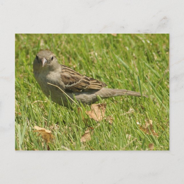 Sparrow Vykort (Framsida)