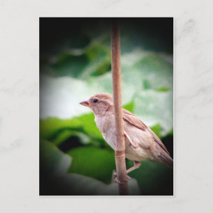 Sparrow Vykort