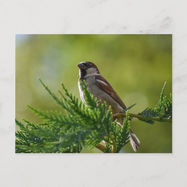 Sparrow Vykort (Framsida)
