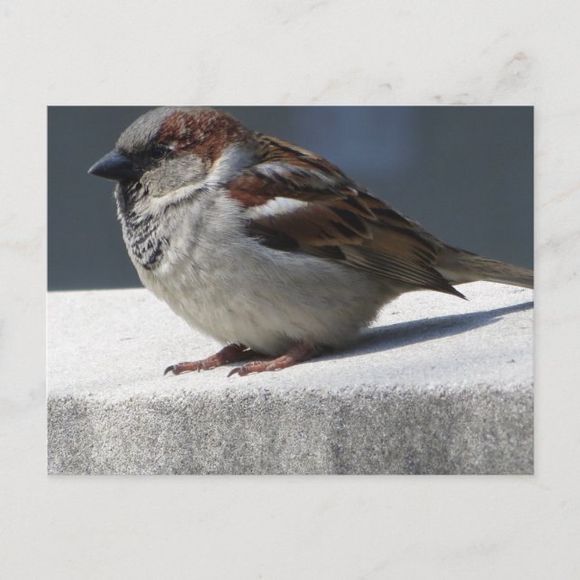 Sparrow Vykort (Framsida)