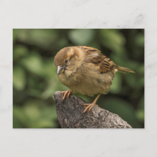 Sparrow Vykort