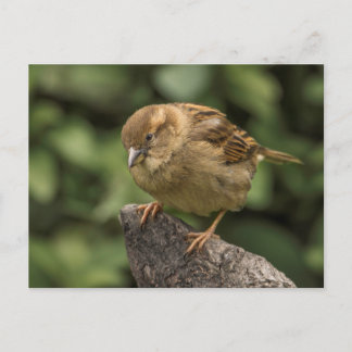 Sparrow Vykort