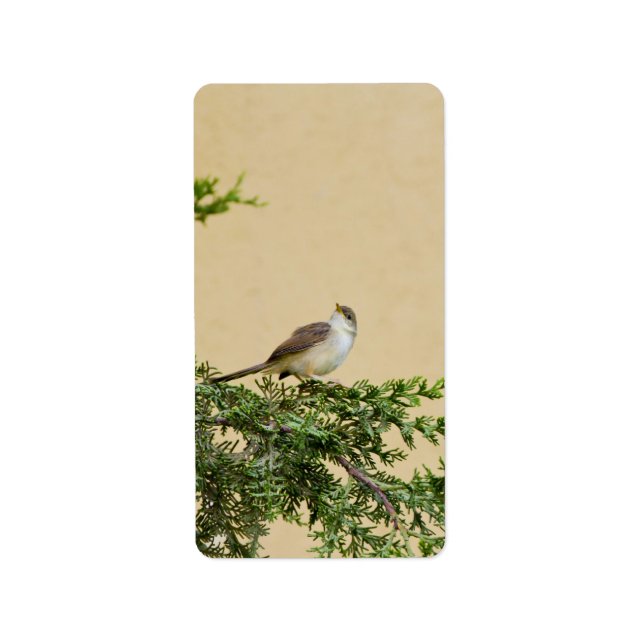 Sparrow-vykort Adressetikett (Framsidan)