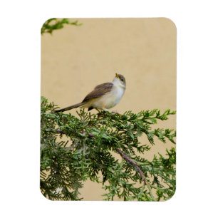 Sparrow-vykort Magnet