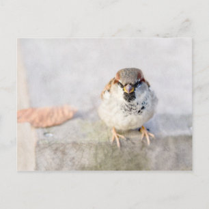 Sparrow - Warrior Vykort