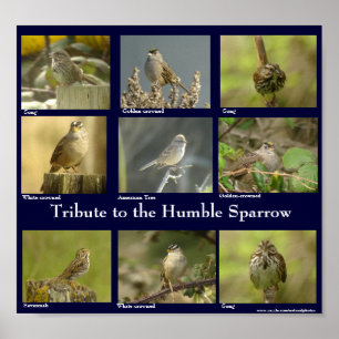 Sparrowaffisch Poster