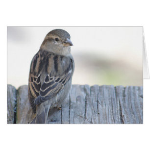 Sparrowfoto Hälsningskort