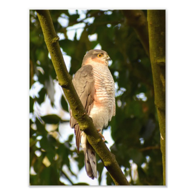 Sparrowhawk Fototryck (Framsidan)