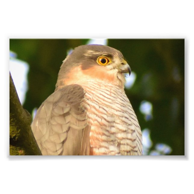 Sparrowhawk Fototryck (Framsidan)