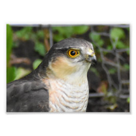 Sparrowhawk Fototryck