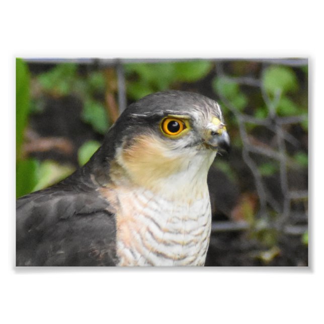 Sparrowhawk Fototryck (Framsidan)
