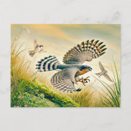 Sparrowhawk Hunting in Meadow Helg Vykort