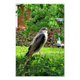 Sparrowhawk i min Garden Fototryck
