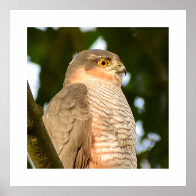 Sparrowhawk Poster (Framsidan)