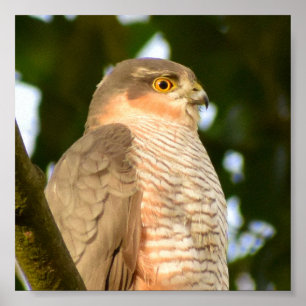Sparrowhawk Poster