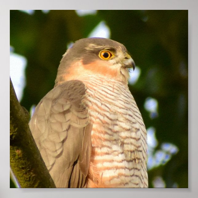 Sparrowhawk Poster (Framsidan)