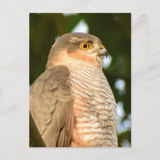 Sparrowhawk Vykort (Framsida)