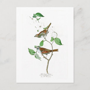 SparrowJohn Audubon för vit Throated fåglar Vykort