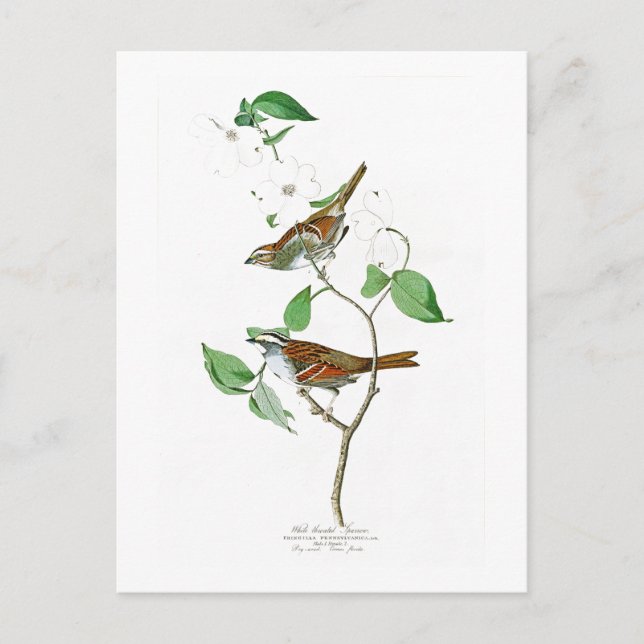 SparrowJohn Audubon för vit Throated fåglar Vykort (Framsida)