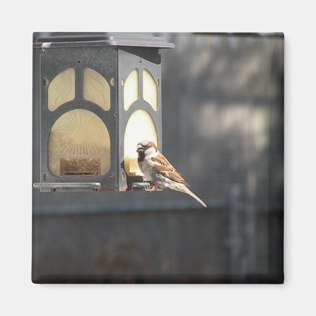 Sparrowmagnet Magnet (Framsidan)