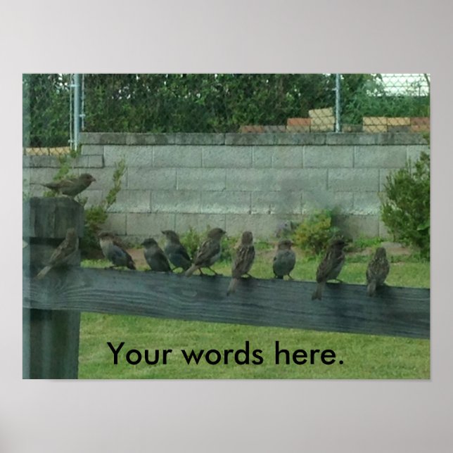 Sparrows Birds on a Rail Your Ord Poster (Framsidan)