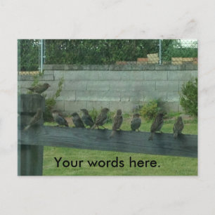 Sparrows Birds på en järnväg Ditt Ord Postkort Vykort