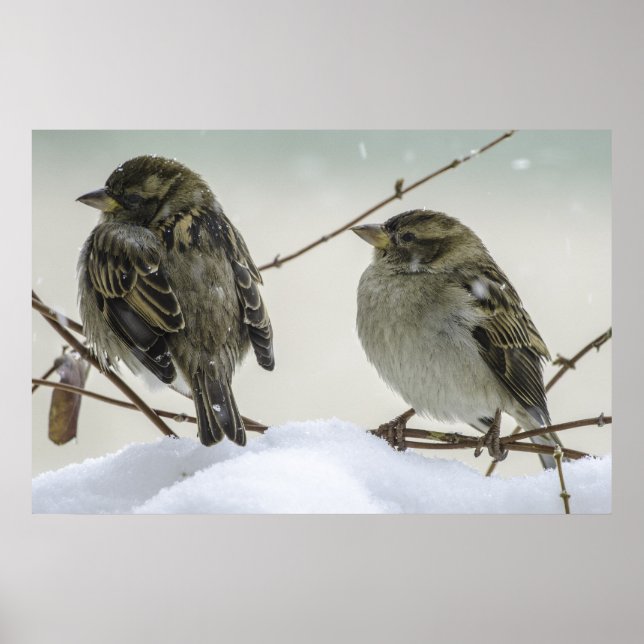 Sparrows in Winter Poster (Framsidan)