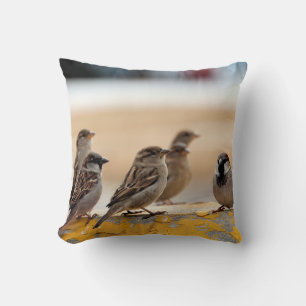 Sparrows Kudde