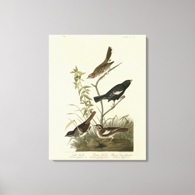 Sparrows, Lark Bunting, Audubon's Birds of America Canvastryck (Framsida)