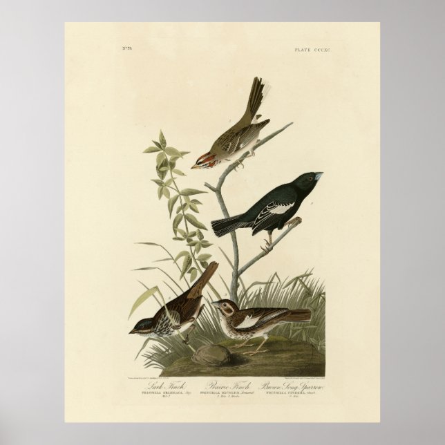 Sparrows, Lark Bunting, Audubon's Birds of America Poster (Framsidan)
