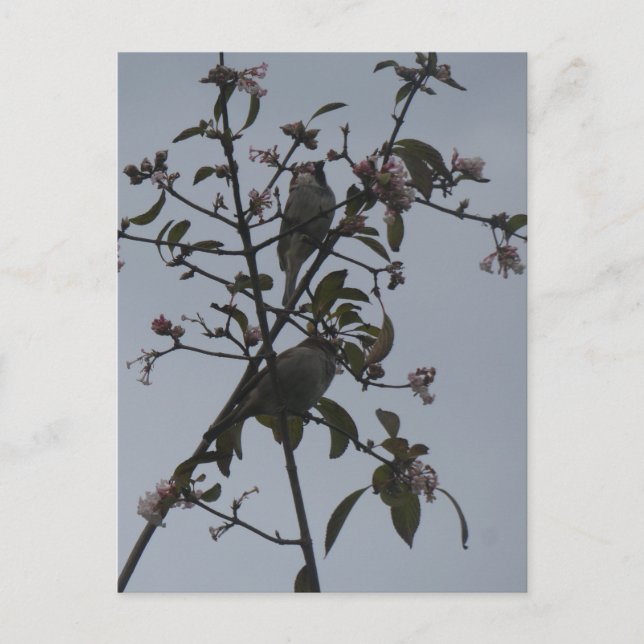 Sparvar i träd med höstblommor DIY vykort (Framsida)