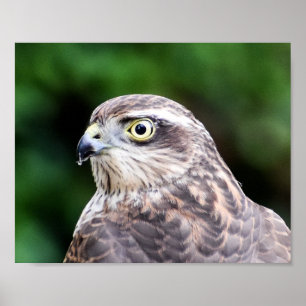 Sparvawk-utskrift, Poster Pappert (projektionsyta)