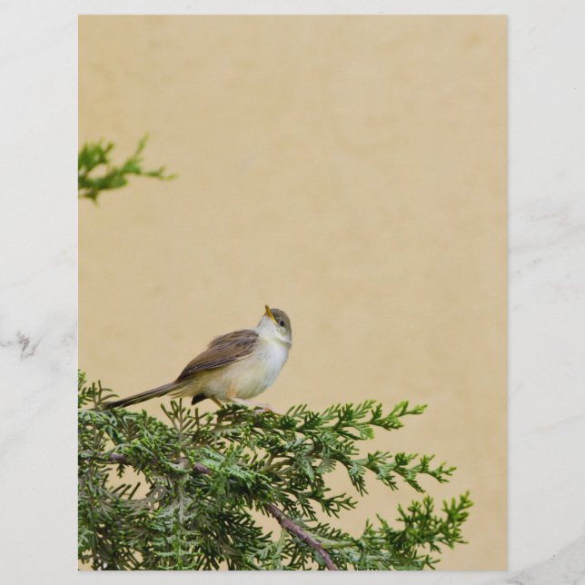 Sparvfotografi Reklamblad (Framsidan)