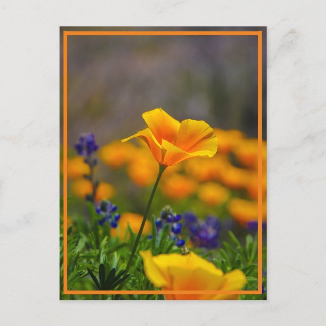 Spårvidd för stjärnan vykort (Framsida)