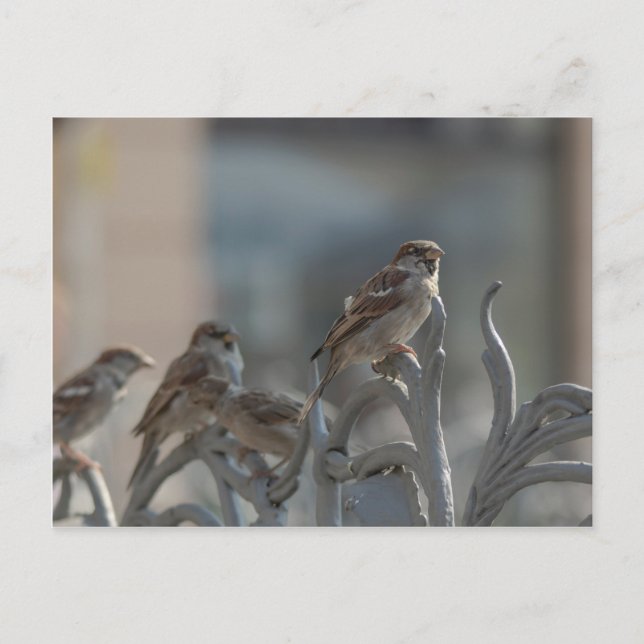 Spatzen Vykort (Framsida)