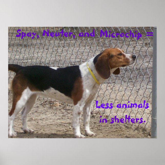 Spay, Neuter, Microchip Poster (Framsidan)