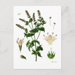 Spearmint Botanical Teckning Vykort