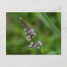 Spearmint Lila Wildblomme Blommigt Postcard Vykort