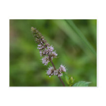 Spearmint Lila Wildblomme Blommigt Postcard