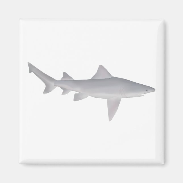 Speartooth Shark Magnet (Framsidan)