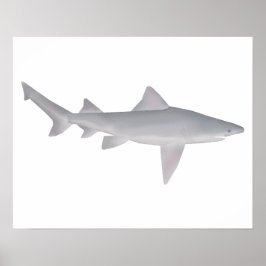 Speartooth Shark Poster