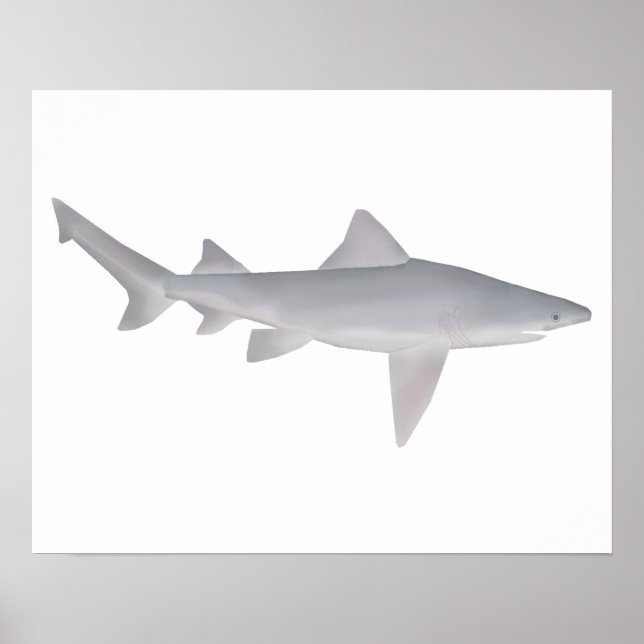 Speartooth Shark Poster (Framsidan)