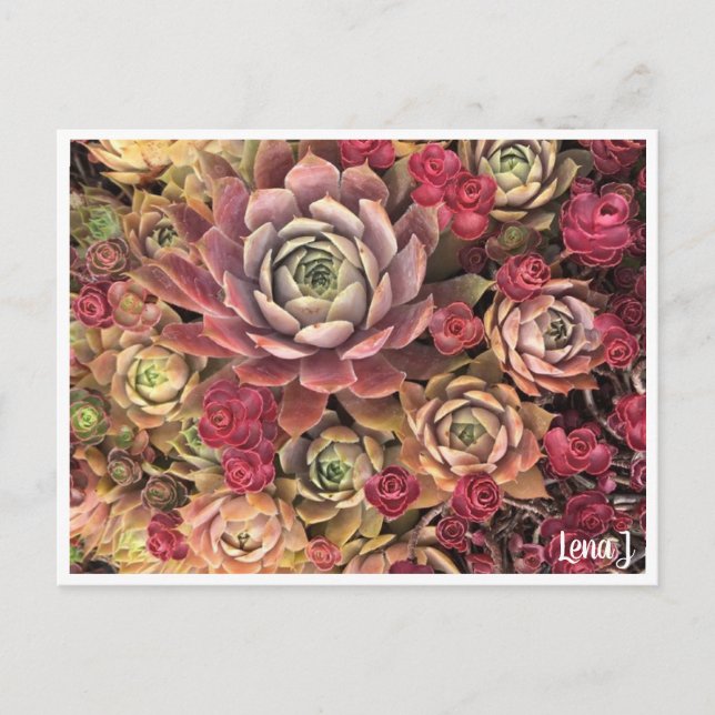 Speciell utgåva Lena J vykort (Framsida)