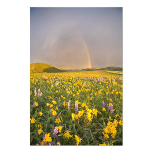 Speciell vildblomsäng vid soluppgången i 2 fototryck