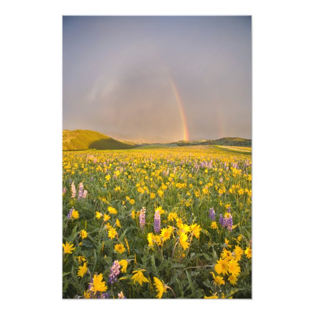 Speciell vildblomsäng vid soluppgången i 2 fototryck (Framsidan)